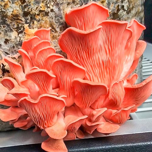 Вешенка розовая изображение 3 артикул 9750