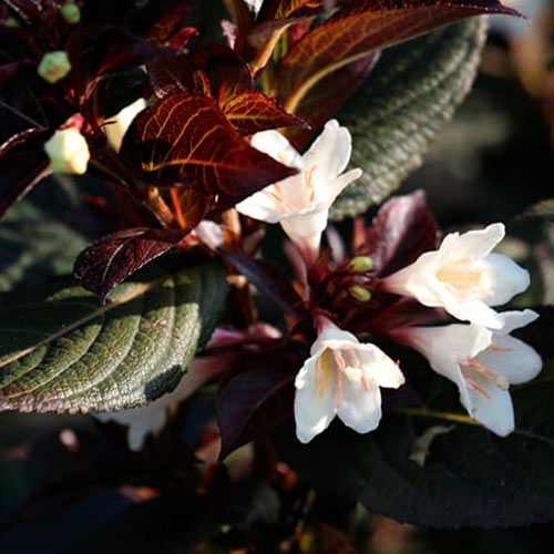 Вейгела цветущая Блэк энд Вайт артикул фото 1 Вейгела цветущая Блэк энд Вайт изображение 1 артикул 01019