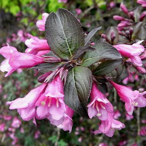 Вейгела цветущая Фолис Пурпуреус изображение 1 артикул 01025