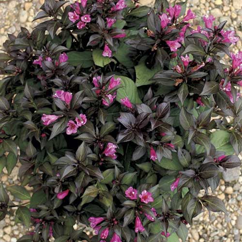 Вейгела цветущая Минор Блэк артикул фото 1 Вейгела цветущая Минор Блэк изображение 1 артикул 01020