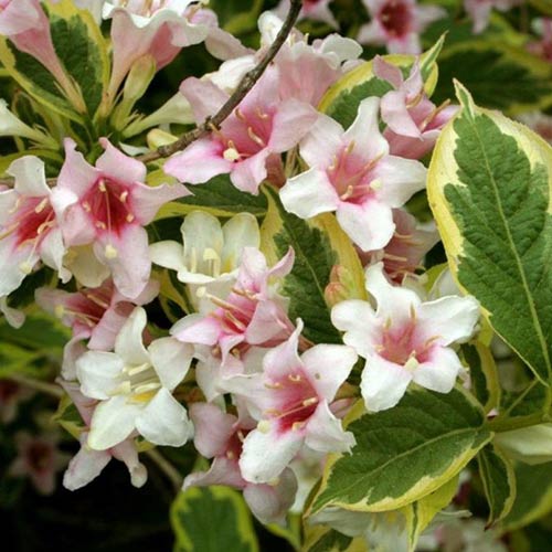 Вейгела цветущая Нана Пурпуреа артикул фото 1 Вейгела цветущая Нана Пурпуреа изображение 1 артикул 01022