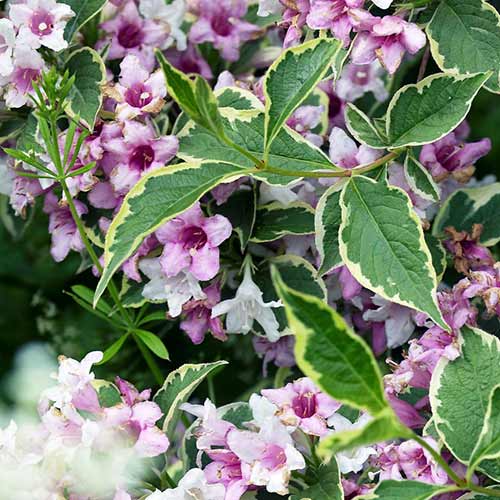 Вейгела цветущая Нана Вариегата артикул фото 1 Вейгела цветущая Нана Вариегата изображение 1 артикул 01021