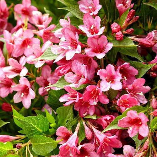 Вейгела цветущая Пикобелла Роуз артикул фото 1 Вейгела цветущая Пикобелла Роуз изображение 1 артикул 01023