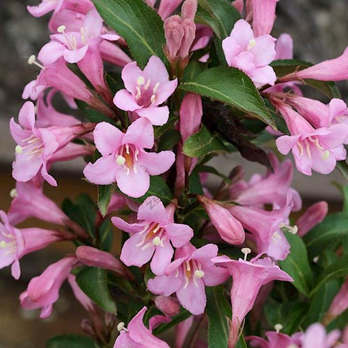 Вейгела цветущая Пинк Поппет артикул фото 1 Вейгела цветущая Пинк Поппет изображение 1 артикул 01024