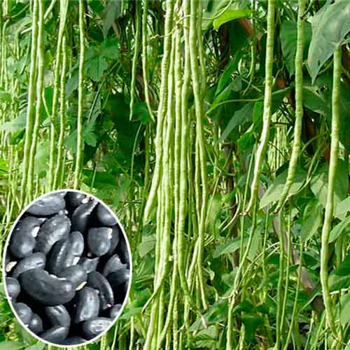 Вигна Блэк Сид артикул фото 1 Вигна Блэк Сид изображение 1 артикул 71291