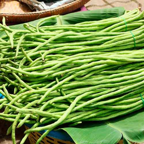 Вигна Браун Сид артикул фото 1 Вигна Браун Сид изображение 1 артикул 71292