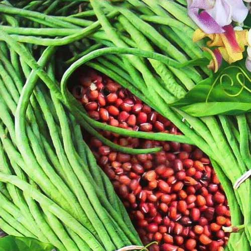 Вигна Ред Сид артикул фото 1 Вигна Ред Сид изображение 1 артикул 71293