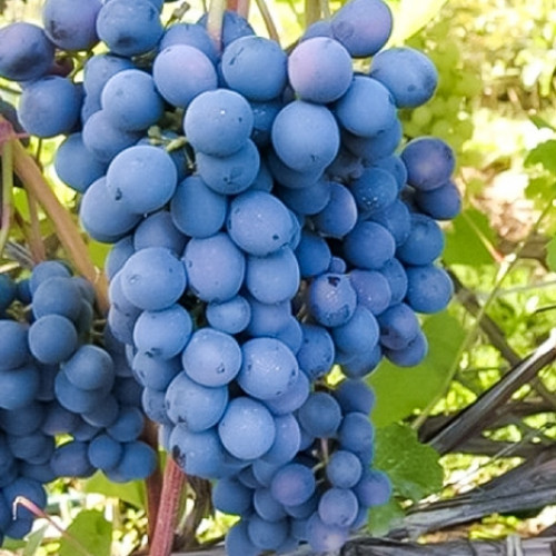 Виноград Агат Донской изображение 1 артикул 7348