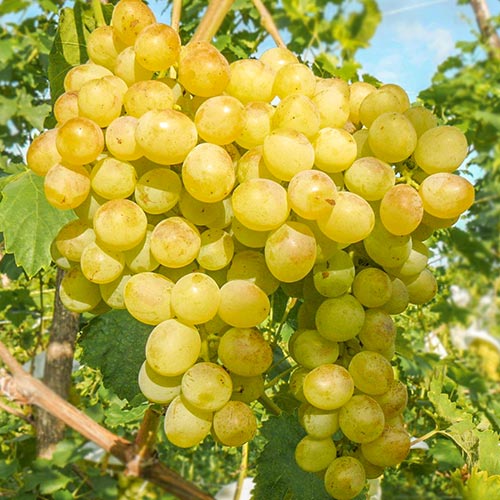Виноград Белый ранний изображение 1 артикул 7351