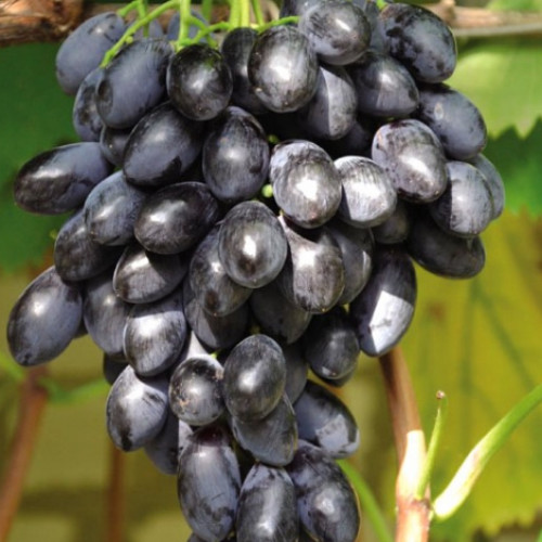 Виноград Блэк Гранд артикул фото 1 Виноград Блэк Гранд изображение 1 артикул 7305