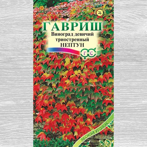 Виноград девичий триостренный Нептун Гавриш изображение 1 артикул 73715