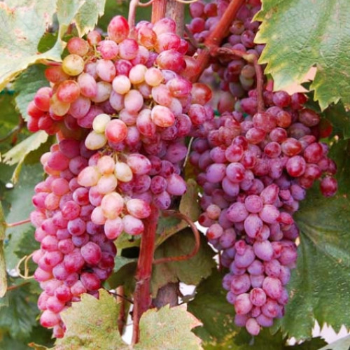 Виноград кишмиш Кинг Руби изображение 1 артикул 7311