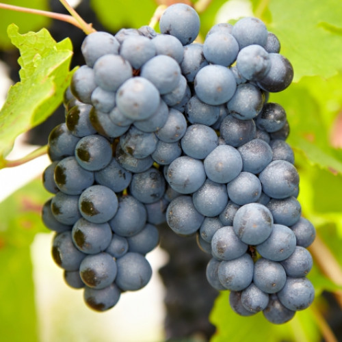 Виноград кишмиш Черный изумруд артикул фото 1 Виноград кишмиш Черный изумруд изображение 1 артикул 7357