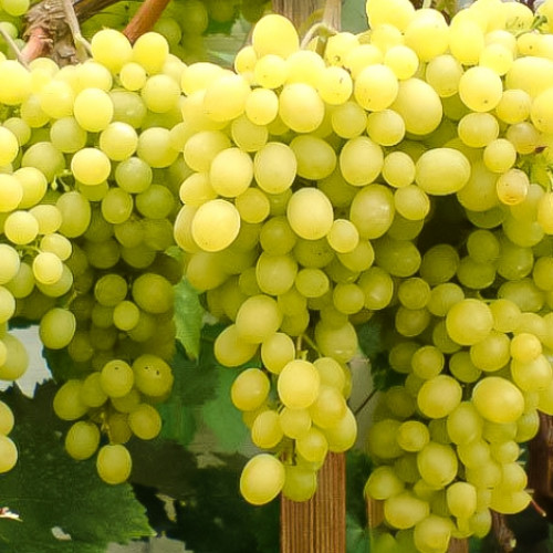 Виноград кишмиш Белое пламя изображение 1 артикул 7668