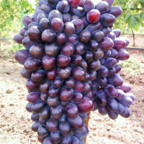 Виноград кишмиш Юпитер изображение 1 артикул 6955