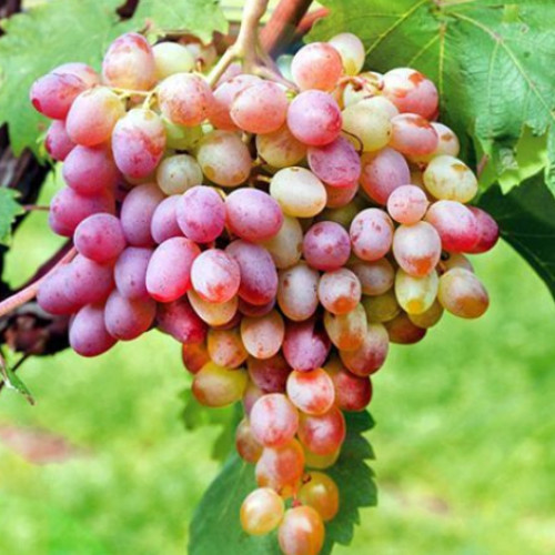 Виноград Ливия изображение 1 артикул 7672