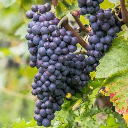 Виноград Пино Нуар изображение 1 артикул 6972