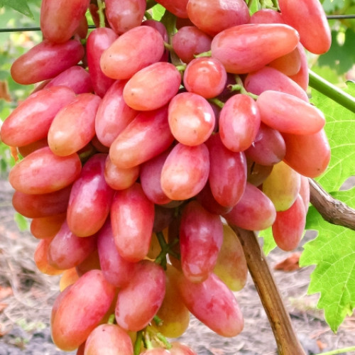 Виноград Юбилейный изображение 1 артикул 7329