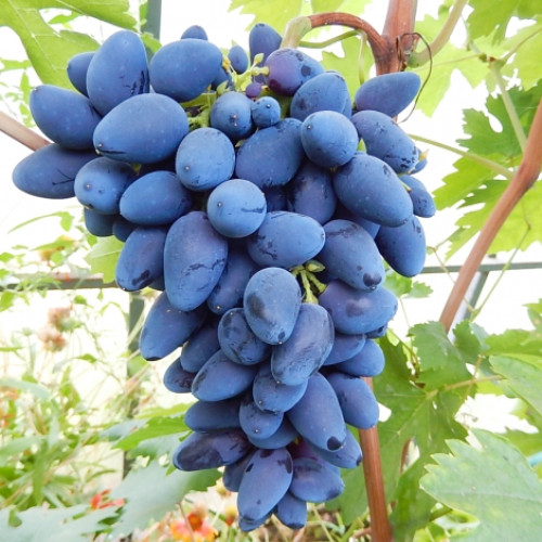 Виноград Викинг изображение 1 артикул 7353