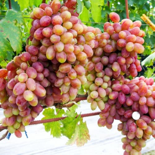 Виноград Виктор изображение 1 артикул 7387