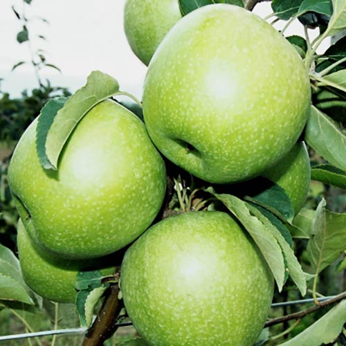 Яблоня Гранни Смит изображение 1 артикул 7920