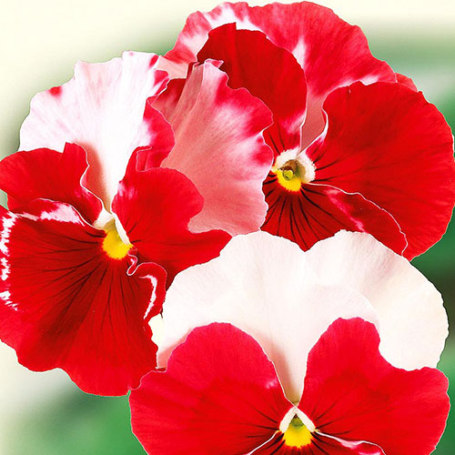 Виола Балерина F1 Premium Seeds изображение 1 артикул 83898