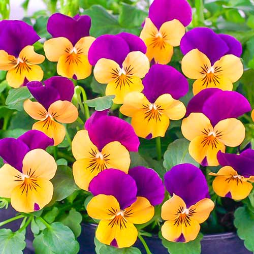 Виола рогатая Джонни, семена артикул фото 1 Виола рогатая Джонни, семена изображение 1 артикул 66041