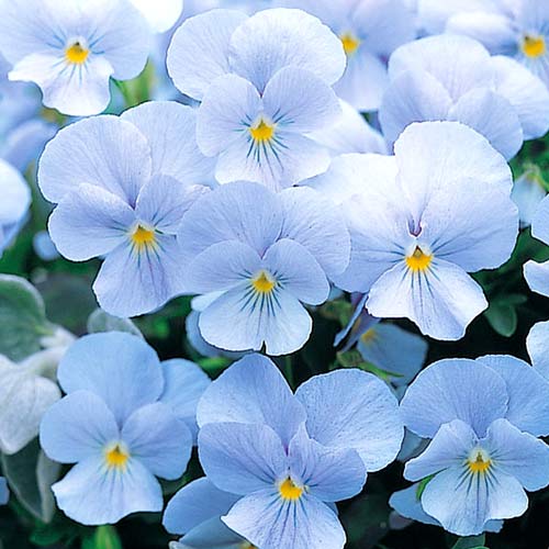 Виола Динамит голубая F1 изображение 1 артикул 65778