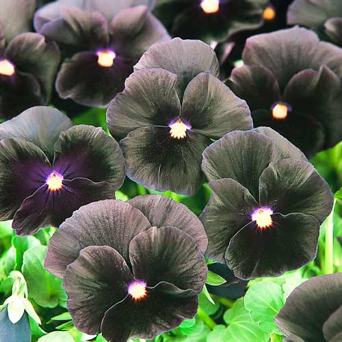 Виола Виттрока Фламенко черная F1, семена изображение 1 артикул 66050