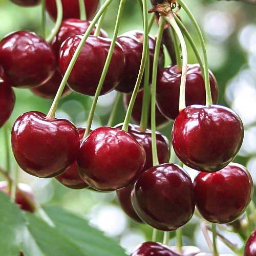 Вишня Эрди Бутермо изображение 1 артикул 7905