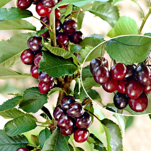 Вишня колоновидная Кудрявая изображение 1 артикул 1959