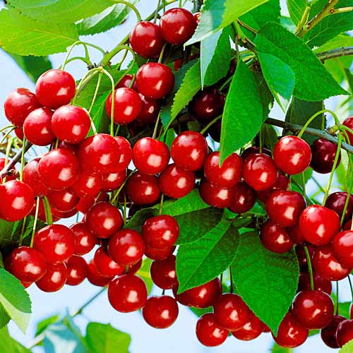 Вишня Молодежная изображение 1 артикул 8882