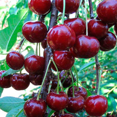 Вишня Надежда (Дюк) изображение 1 артикул 7410