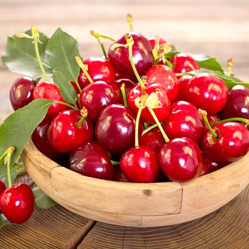 Вишня Прима изображение 1 артикул 4166