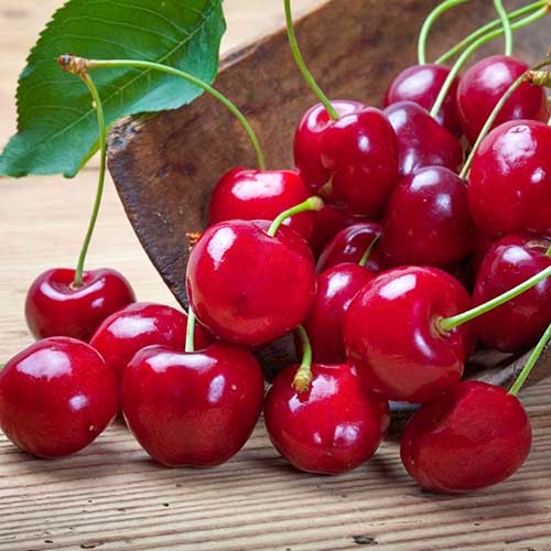 Вишня Щедрая изображение 1 артикул 4167