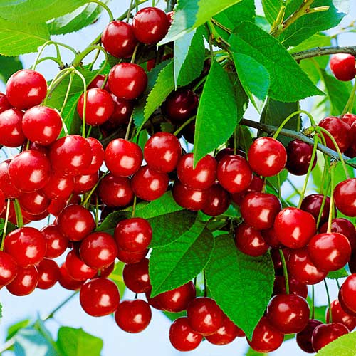 Вишня Уральская рубиновая изображение 1 артикул 7499