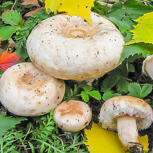 Волнушка белая изображение 1 артикул 9770