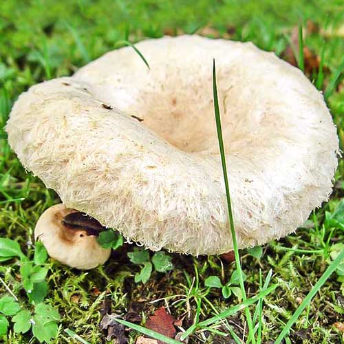 Волнушка белая изображение 2 артикул 9770