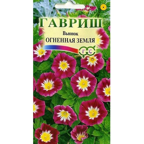 Вьюнок трехцветный Огненная земля Гавриш изображение 1 артикул 92000