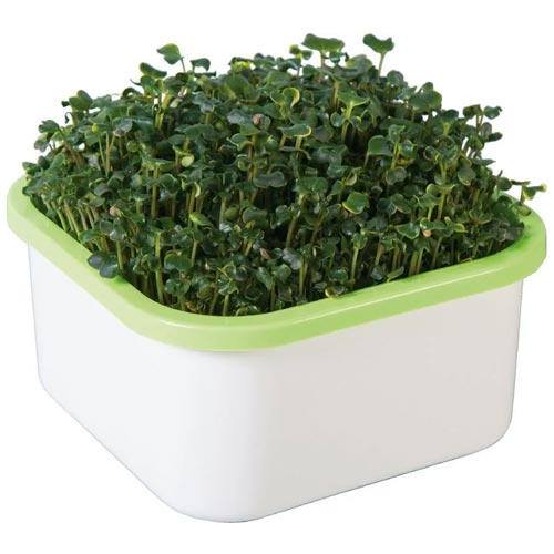 Выращиватель «Здоровья клад» (для микрозелени) изображение 3 артикул 85217
