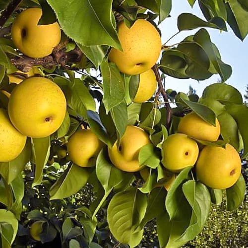 Яблоко-груша Олимпик изображение 1 артикул 1512