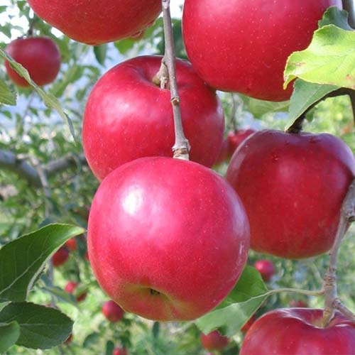 Яблоня Афродита изображение 1 артикул 4258