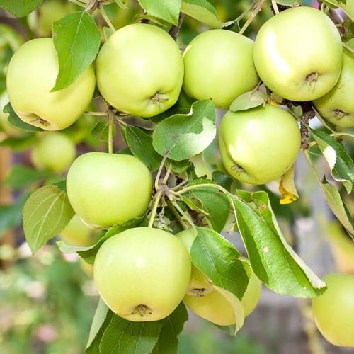 Яблоня Башкирский изумруд изображение 1 артикул 7927