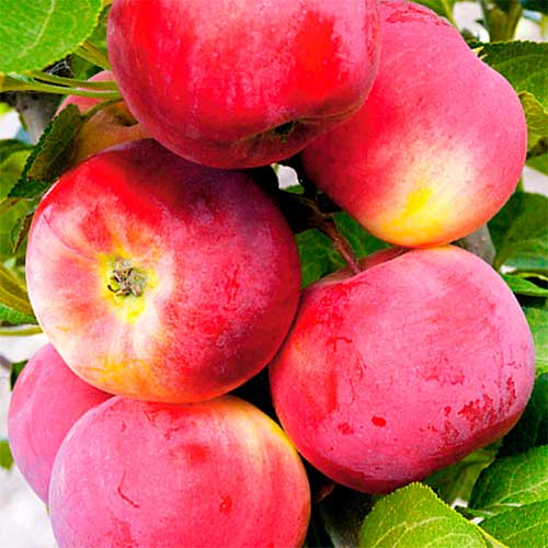 Яблоня Белорусское малиновое изображение 1 артикул 8880