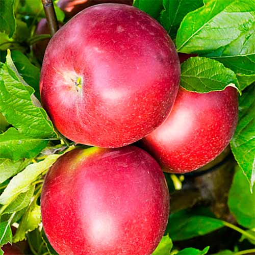 Яблоня Белорусское сладкое изображение 1 артикул 8881