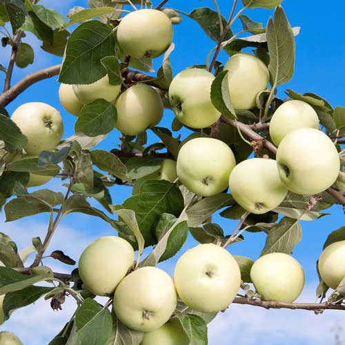 Яблоня Белый налив изображение 2 артикул 7464