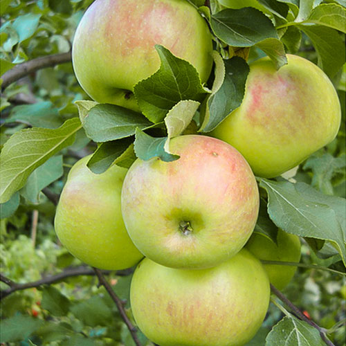 Яблоня Богатырь изображение 1 артикул 7028