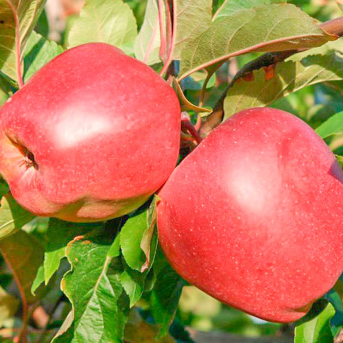 Яблоня Глостер изображение 1 артикул 7030