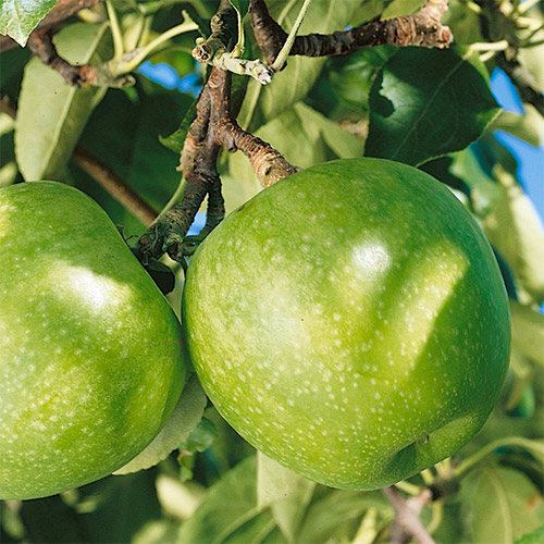 Яблоня Гренни Смит изображение 1 артикул 7466