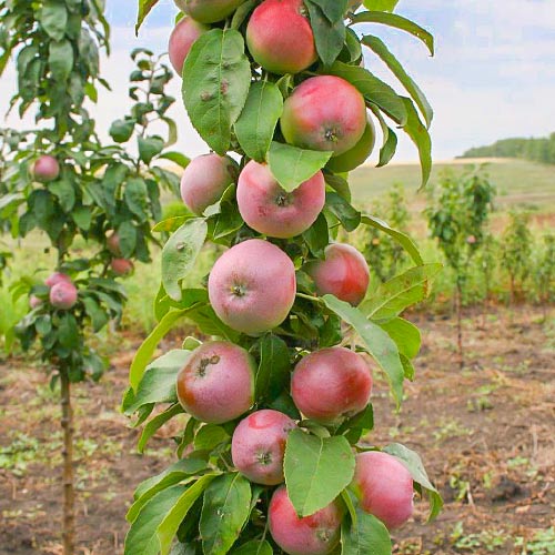 Яблоня колоновидная Августина изображение 1 артикул 1976